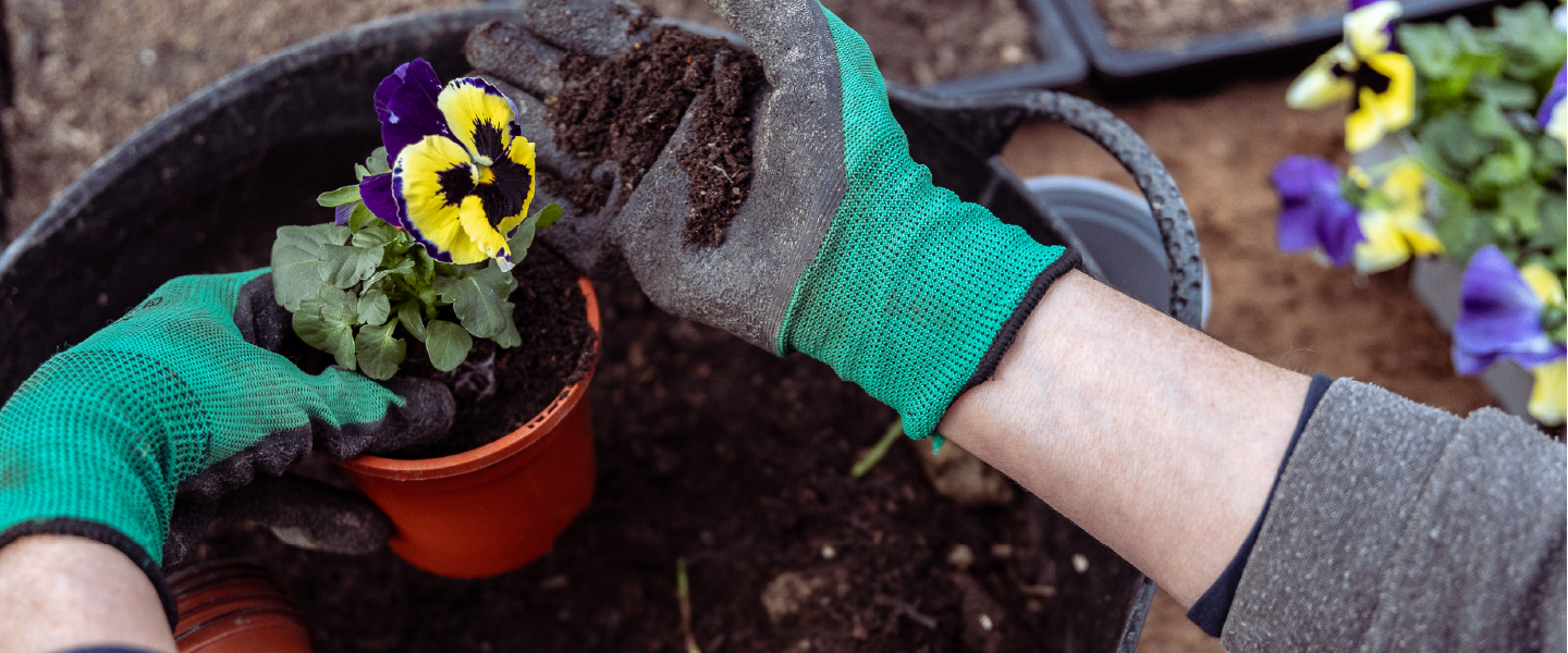 person hands in dirt holding flower