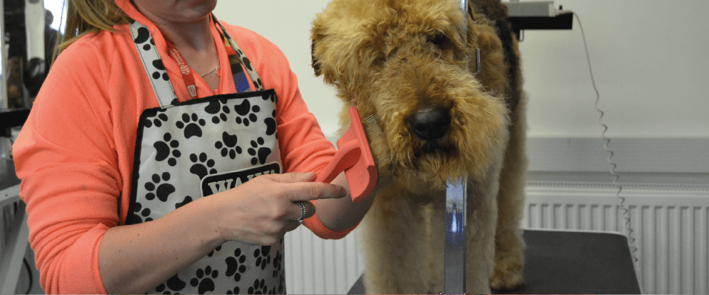long haired dog being brushed with a red brush