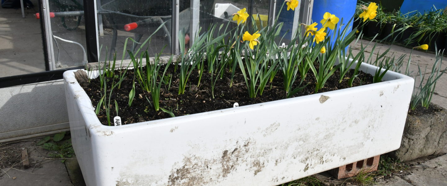 Daffodils in the upcycled sink planters at the Wigfield Farm campus.