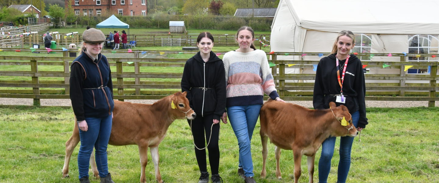 A group of Level 2 Agriculture students with the Jersey Cows (L-R Emily Hanson, Dana Bradley-Allen, Millie Taylor and Tian Farrell-Rumbelow).