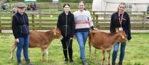  A group of Level 2 Agriculture students with the Jersey Cows (L-R Emily Hanson, Dana Bradley-Allen, Millie Taylor and Tian Farrell-Rumbelow).