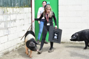  Level 2 Agriculture student Summer Gulliford with Sisu British Saddleback pig.