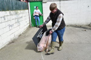  Level 2 Agriculture student Ben Smith with Earnie the Gloucestershire Old Spot boar.