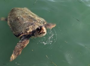 One of the endangered loggerhead sea turtles spotted in Kefalonia.